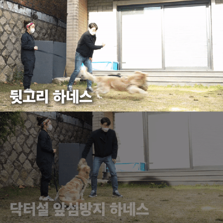 닥터설 앞섬방지 하네스 세트-상품이미지-23